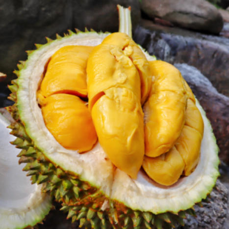 佛山直发包邮08文记榴莲品种马来西亚猫山王