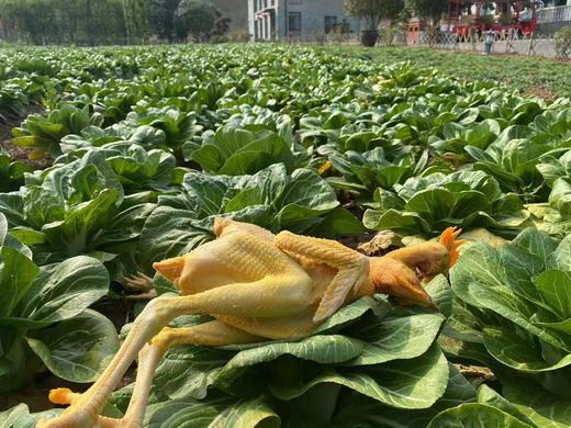 南门农艺园散养童子鸡 商品图4