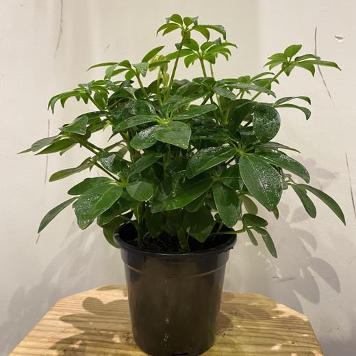 【绿植】鸭脚木 商品图0