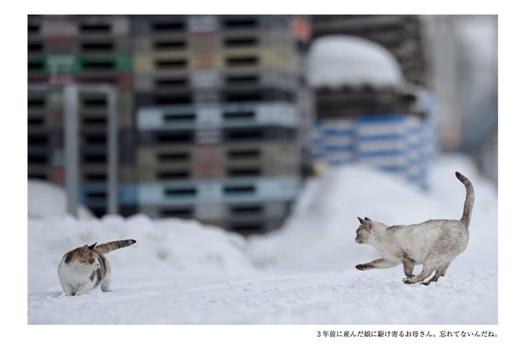 【预订】ゆきぐにのねこ ~猫と人々の四季~ | 雪国的猫 猫与人类的四季 寺本成贵摄影作品集 商品图1