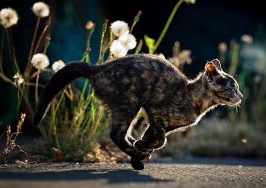 【预订】ゆきぐにのねこ ~猫と人々の四季~ | 雪国的猫 猫与人类的四季 寺本成贵摄影作品集 商品图3