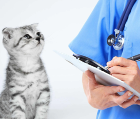 常见猫狗体检项目