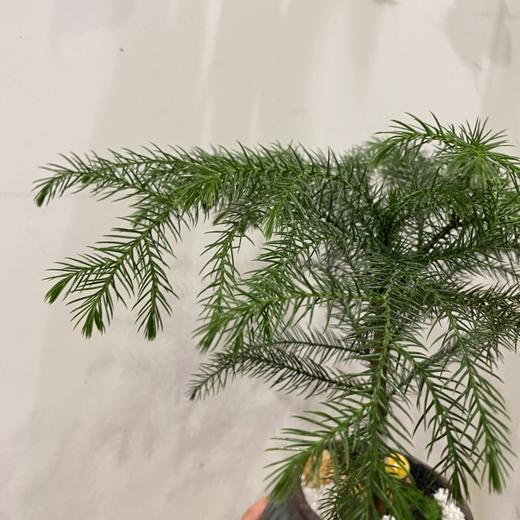 【绿植】南洋杉 商品图1