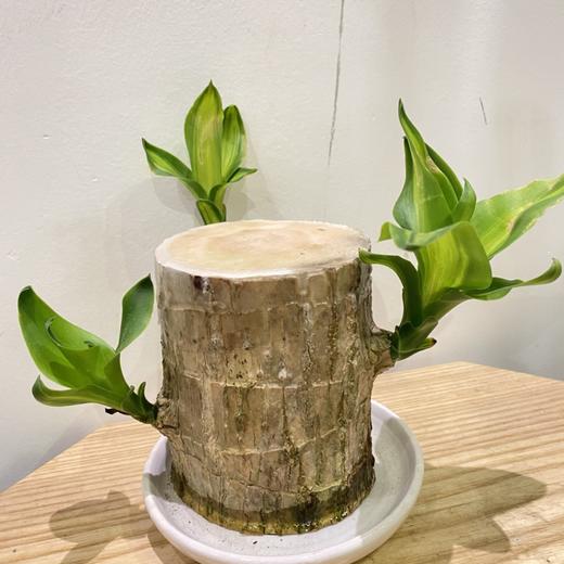 【绿植】巴西木 商品图0