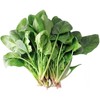 菠菜（斤） 商品缩略图0