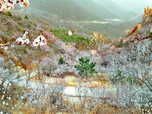 【后花园1日】燕平八景-神岭千峰-虎峪辉金漫山芬香北京后花园 商品图1