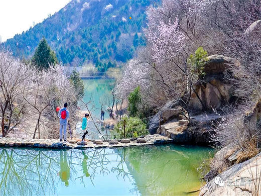 【后花园1日】燕平八景-神岭千峰-虎峪辉金漫山芬香北京后花园 商品图8