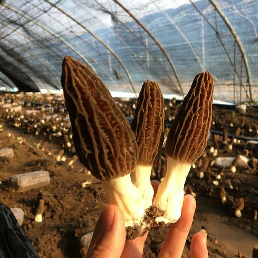 生态羊肚菌（鲜）| 鲜美香浓 | 基地直发 合作生产 *MORCHELLA ESCULENTA (fresh) 商品图0