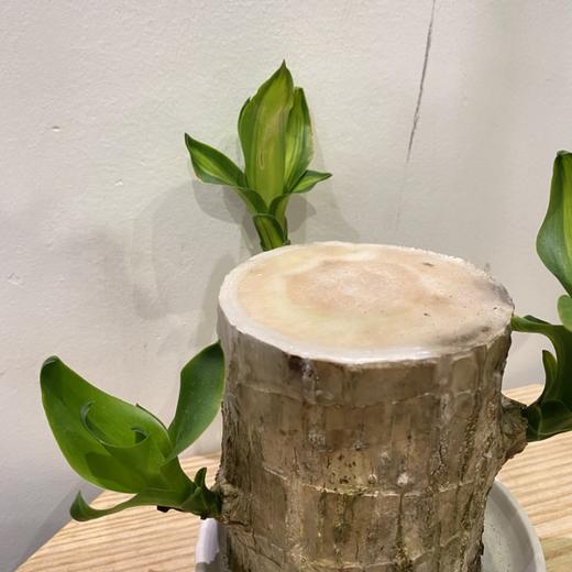 【绿植】巴西木 商品图1