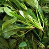 菠菜（斤） 商品缩略图1