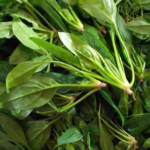 菠菜（斤） 商品图1