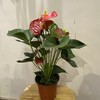 【绿植】骄阳红掌 商品缩略图0