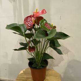 【绿植】骄阳红掌