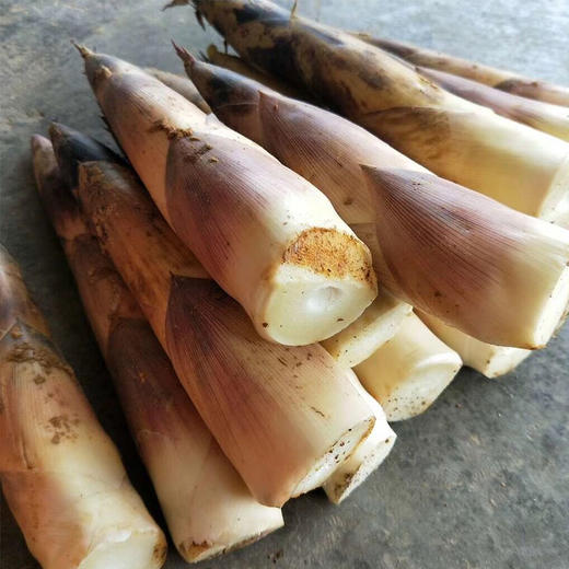 【头茬天目山春笋】新春现挖现发 味鲜无渣 无涩味 营养丰富 鲜到鲜达！【京东发货】 商品图1