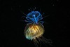 【潜水图书】《浮游 - 幽暗海洋中的奇幻生命》600张黑水照片 商品缩略图10