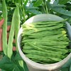 芸豆（生鲜类商品当日取货，过期按取货日价格） 商品缩略图0