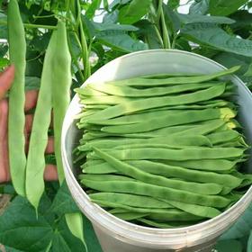 芸豆（生鲜类商品当日取货，过期按取货日价格）