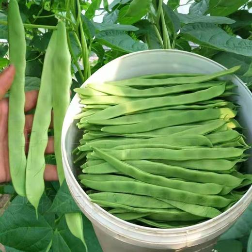 芸豆（生鲜类商品当日取货，过期按取货日价格） 商品图0