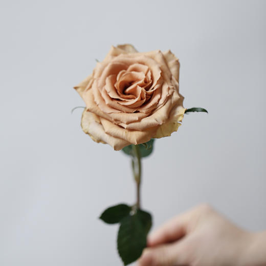 「单品花材」摩卡玫瑰 商品图0