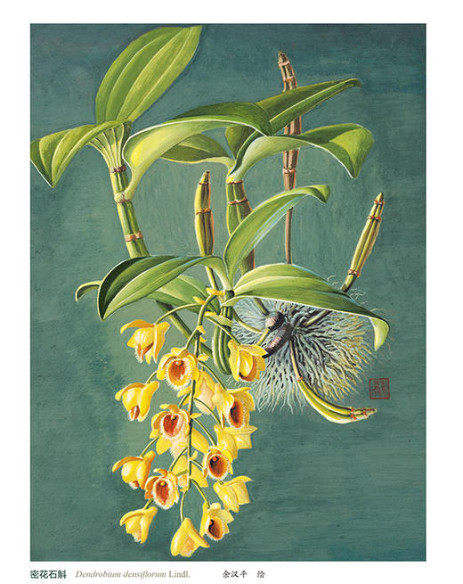 兰蕙幽香——兰科植物手绘图谱 商品图4