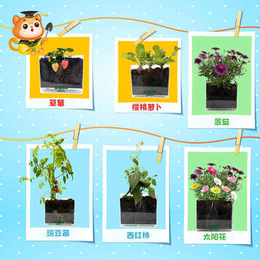 限时开抢【植物养殖】山猫博士植物根茎观察窗，可视化植物根系观察窗 商品图5