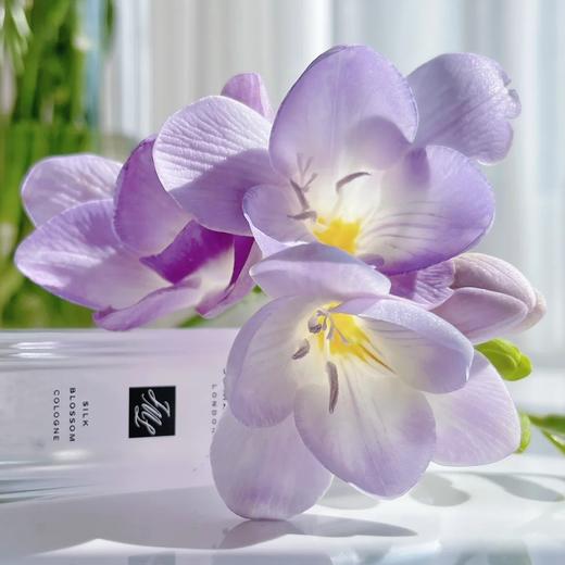 【新春油画】小苍兰 紫色 20枝 | 新客福利 商品图1