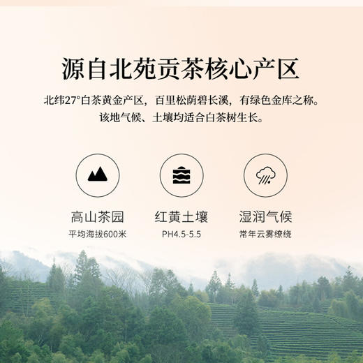 清朴堂 金砖老白茶·00048 商品图3