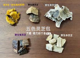 【健康养生快乐生活系列】五色灵芝包