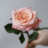 「单品花材」朱朱小姐玫瑰 商品缩略图0