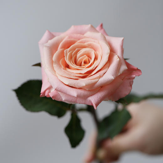 「单品花材」朱朱小姐玫瑰 商品图0