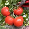 攀枝花【露天沙瓤西红柿】自然生长，无膨大剂，无激素，健康安全，沙瓤细腻，饱满多汁 ！【顺丰快递】 商品缩略图4