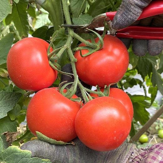 攀枝花【露天沙瓤西红柿】自然生长，无膨大剂，无激素，健康安全，沙瓤细腻，饱满多汁 ！【顺丰快递】 商品图4