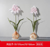 风信子（运费自理） 商品缩略图1