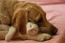 猫狗对病痛的忍耐力到底有多强