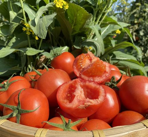 攀枝花【露天沙瓤西红柿】自然生长，无膨大剂，无激素，健康安全，沙瓤细腻，饱满多汁 ！【顺丰快递】 商品图9