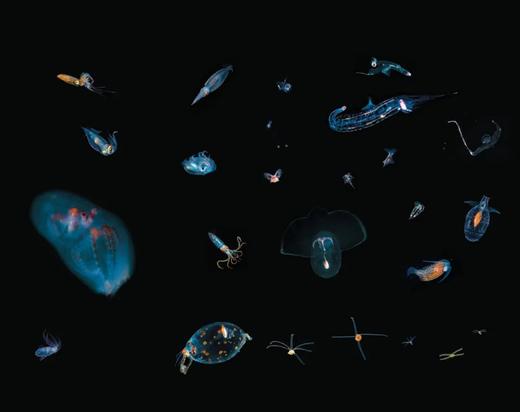 【图书】《浮游 - 幽暗海洋中的奇幻生命》600张黑水照片 商品图3