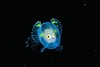 【潜水图书】《浮游 - 幽暗海洋中的奇幻生命》600张黑水照片 商品缩略图5