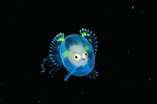 【潜水图书】《浮游 - 幽暗海洋中的奇幻生命》600张黑水照片 商品图5