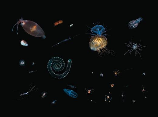 【图书】《浮游 - 幽暗海洋中的奇幻生命》600张黑水照片 商品图2