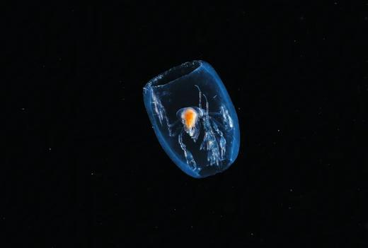 【潜水图书】《浮游 - 幽暗海洋中的奇幻生命》600张黑水照片 商品图8