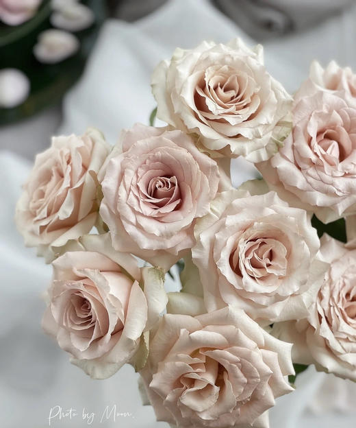 【秒杀福利】玫瑰 - 流沙  20枝/扎 商品图4