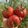 陕西普罗旺斯西红柿新鲜现摘沙瓤5斤净重包邮 商品缩略图3