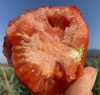 攀枝花【露天沙瓤西红柿】自然生长，无膨大剂，无激素，健康安全，沙瓤细腻，饱满多汁 ！【顺丰快递】 商品缩略图2