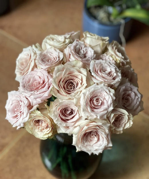 【秒杀福利】玫瑰 - 流沙  20枝/扎 商品图5