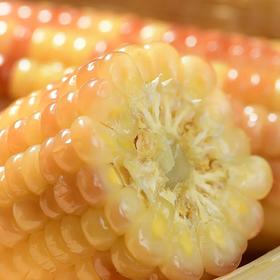 【西双版纳小包谷】检测报告