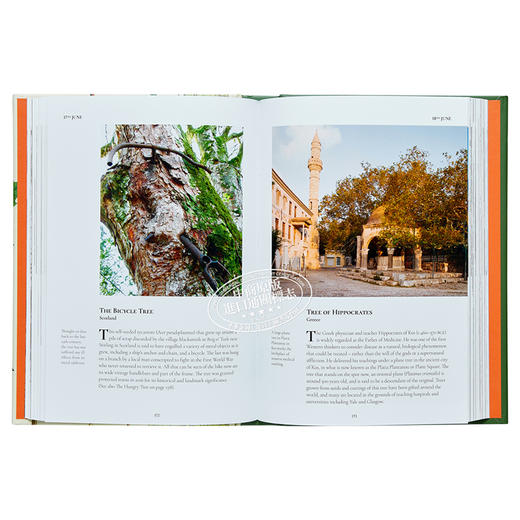 【中商原版】A Tree A Day 进口艺术 每天一树 商品图5