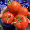 攀枝花【露天沙瓤西红柿】自然生长，无膨大剂，无激素，健康安全，沙瓤细腻，饱满多汁 ！【顺丰快递】 商品缩略图3