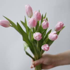 「单品花材」粉色郁金香