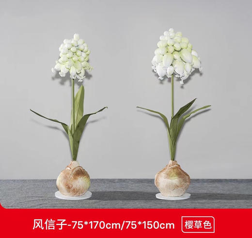 风信子（运费自理） 商品图0