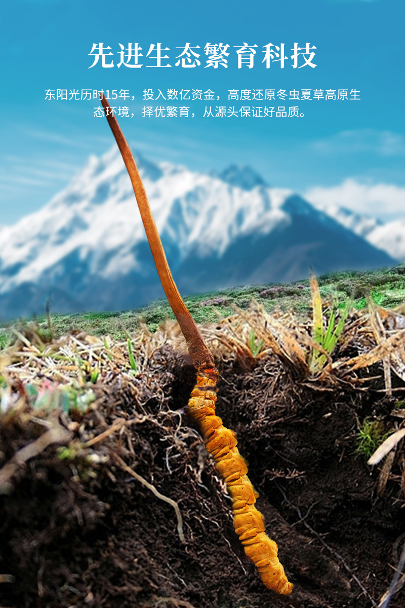 国民礼盒天赐的声音滋补礼盒东阳光冬虫夏草明星同款45条g冻干草10g装